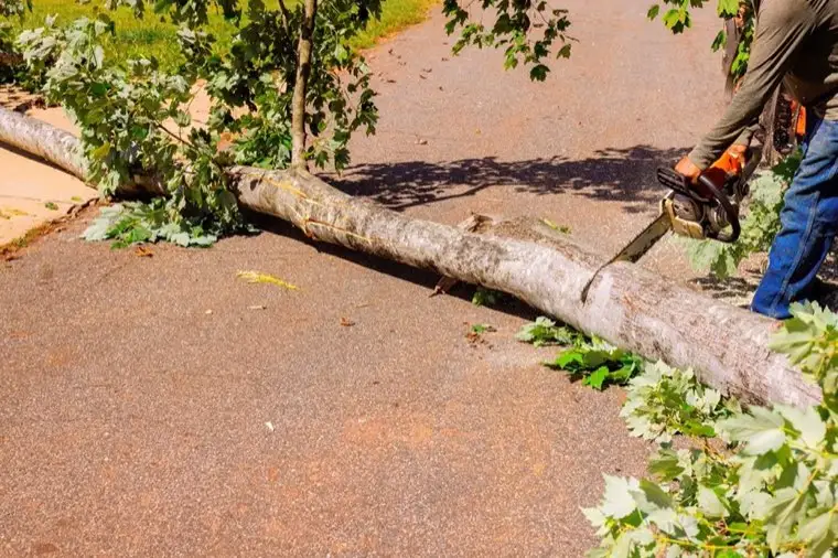 Tree Trimming & Removal in Carson, CA