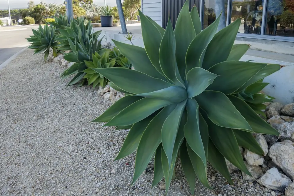 Garden Design & Planting in Carson, CA