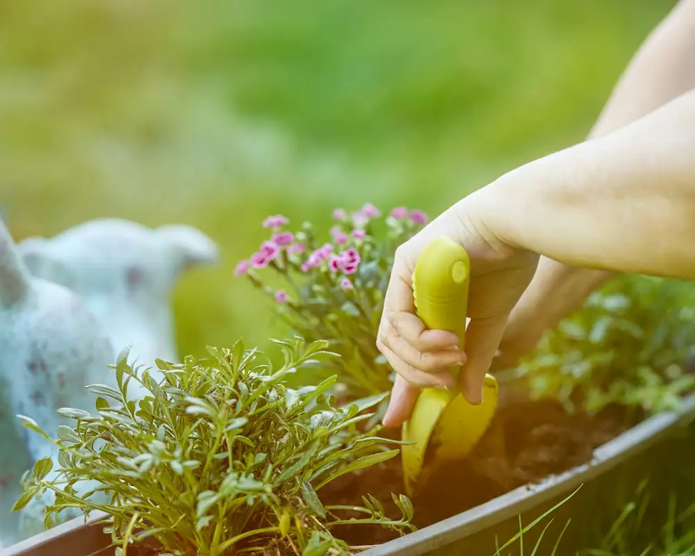 Garden Design & Planting in Carson, CA
