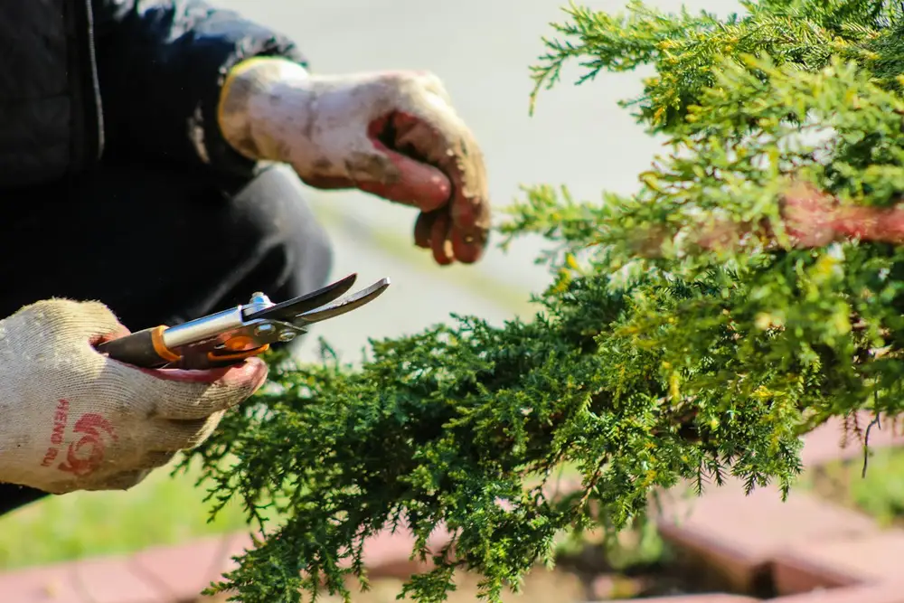 Shrub pruning in Carson, CA