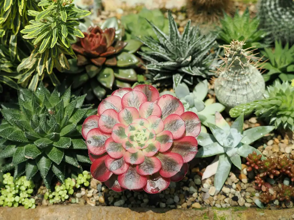 Succulent bed in Carson, CA