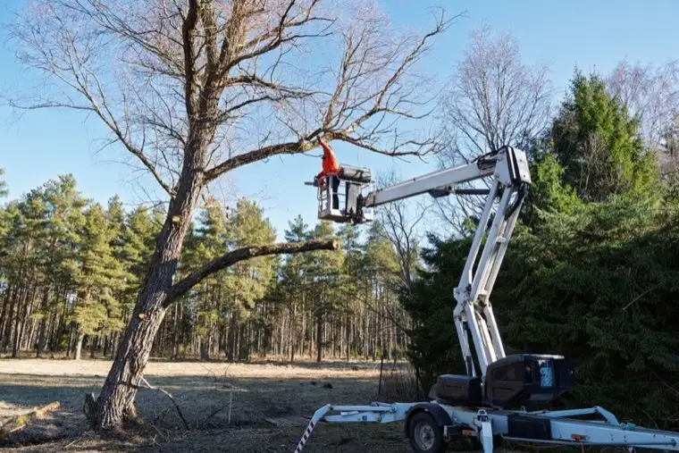 Tree Trimming & Removal in Long Beach, CA