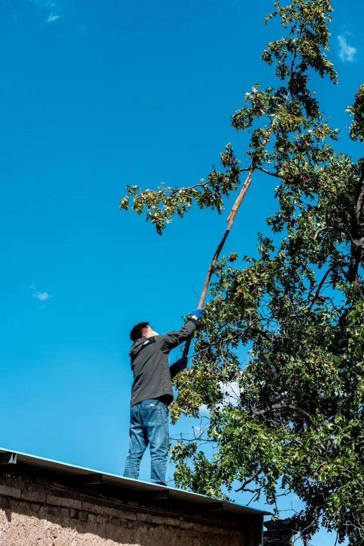 Tree Trimming & Removal in Carson, CA